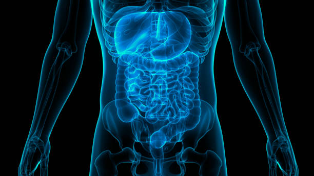 How To Restore Your Gut For Optimal Health