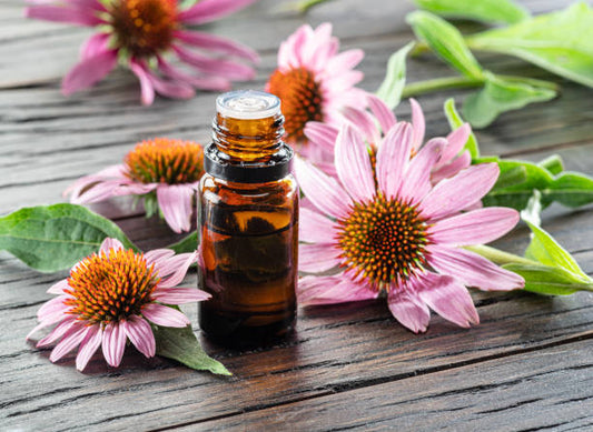 DIY Your Own Echinacea Tincture from Scratch